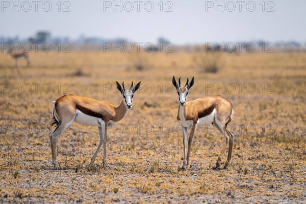 Springboks (Antidorcas marsupialis), Nxai Pan National Park, Botswana