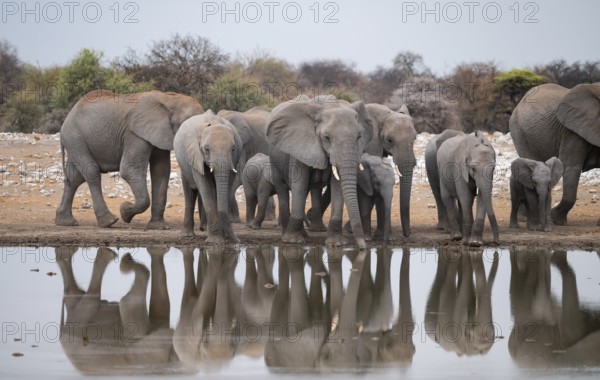 Herd of animals, animal family, African elephant (Loxodonta africana), drinking at a waterhole, beautiful reflection, Etosha National Park, Namibia