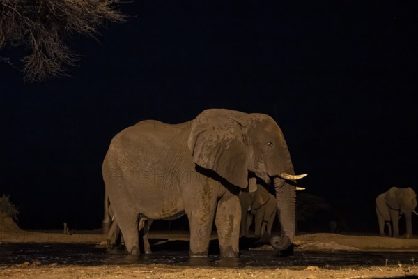 Waterhole at night, African elephants drinking, night view, Kasane, Botswana