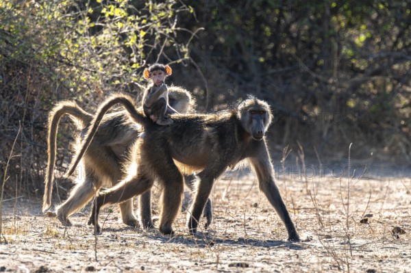 Chacma baboons (Papio ursinus) adults and young animals foraging, Ihaha, Chobe National Park National Park, Botswan