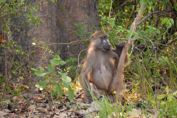 Chacma baboons (Papio ursinus) adults and young animals foraging, Third Bridge, Okavango Delta, Moremi Game Reserve, Botswana