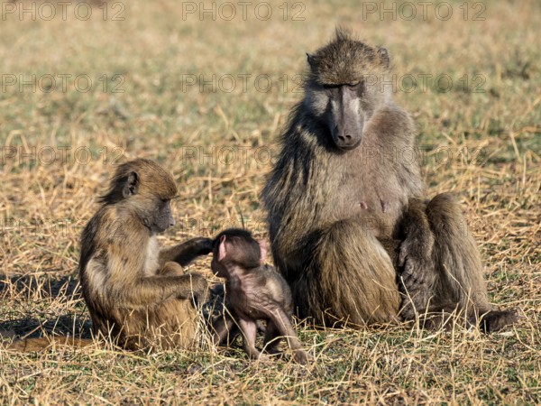 Young animal playing with mother, bear baboons (Papio ursinus), Ihaha, Chobe National Park National Park, Botswan