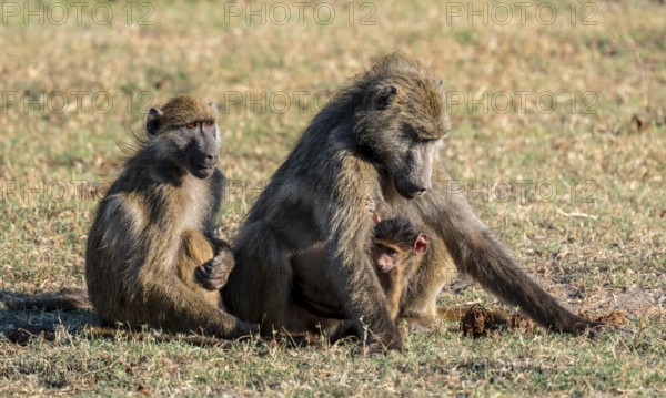 Chacma baboons (Papio ursinus), Ihaha, Chobe National Park, Botswana