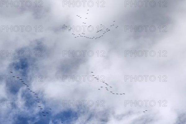 Cranes flying high up under clouds (Grus grus), Mecklenburg-Western Pomerania, Germany