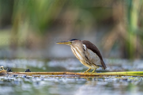 Little Bittern (Ixobrychus minutus), lurking in reeds, Race, Slovenia
