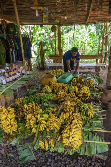 Local man, production of banana juice and banana schnapps, banana plantation, near Fort Portal, Uganda