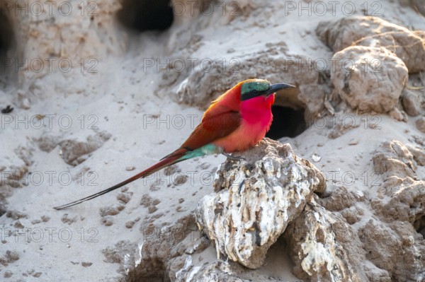 Breeding caves on the banks of the Kwando, Southern carmine bee-eater (Merops nubicoides), bee-eaters breeding, Kwando River, Zambezi region, Caprivi Strip, Namibia