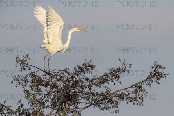 Great Egret (Ardea alba), Emsland, Lower Saxony, Germany