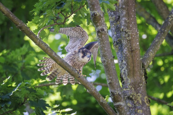 Peregrine Falcon (Falco peregrinus), Germany