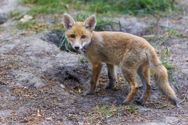 Red fox (Vulpes vulpes), Germany