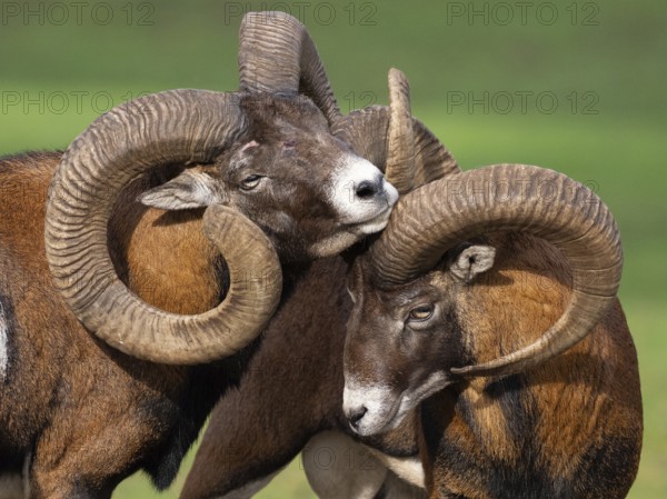 Two grouches have wedged their horns, North Rhine-Westphalia, Germany