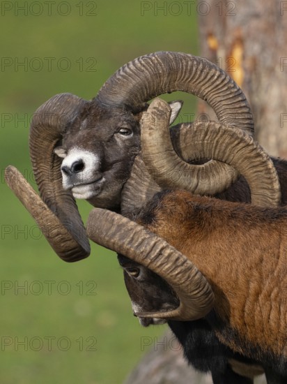 Two grouches have wedged their horns, North Rhine-Westphalia, Germany