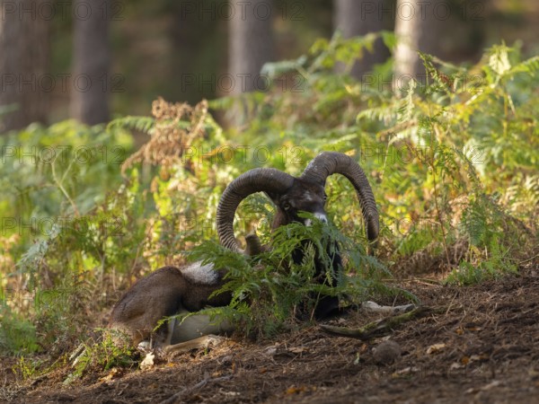 A mouflon resting in the forest, North Rhine-Westphalia, Germany