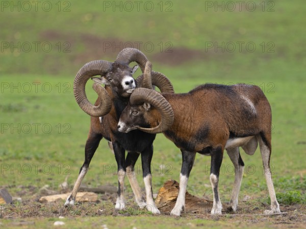 Two grouches have wedged their horns, North Rhine-Westphalia, Germany