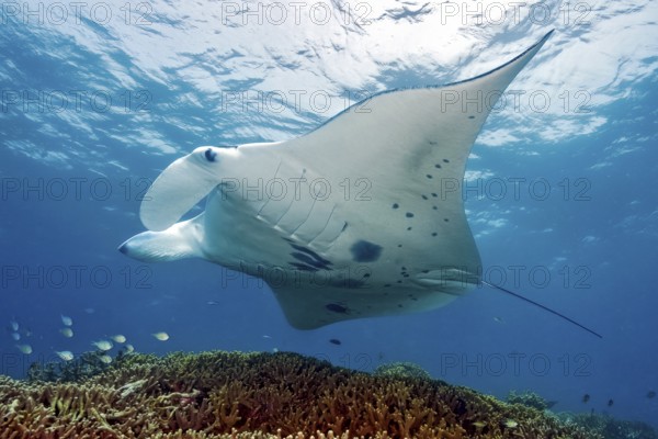Underwater photo of manta rays (Mobula alfredi) Riffmanta Manta swims at cleaning station in shallow coral reef of reef-building stony corals (Scleractinia), Pacific
