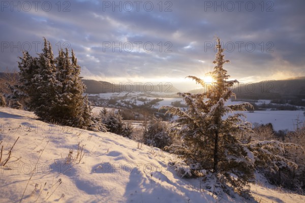 Christmas tree in the golden evening light of sunset Christental, Nenningen, Donzdorf, Baden-Württemberg. germany