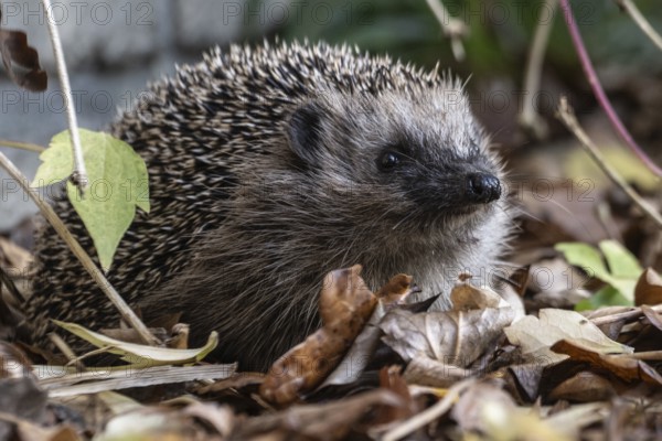 European hedgehog (Erinaceus europaeus), Emsland, Lower Saxony, Germany