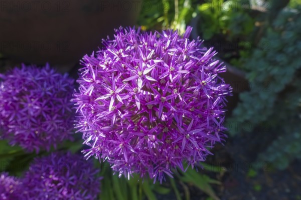 Leeks (Allium), ornamental garlic, large beautiful flowers, purple globes, flowers, plants, gardens, Germany