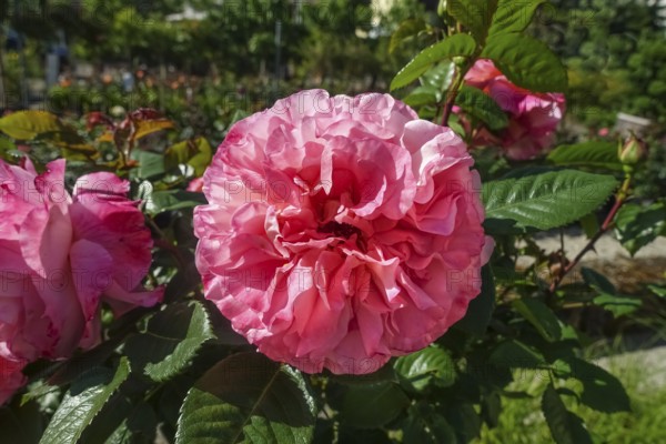 Roses (pink), pink blossom, flowers, plants, gardens, Germany
