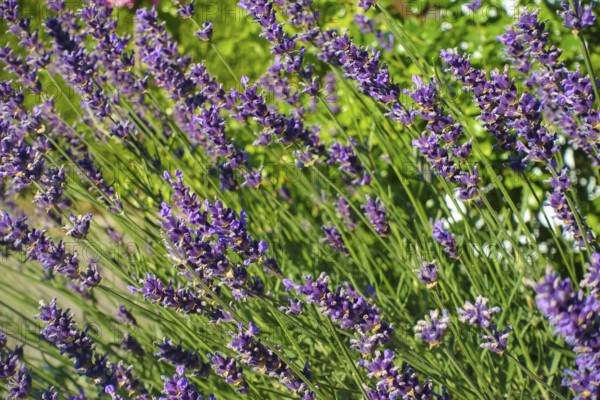 Lavender (Lavandula angustifolia), narrow-leaved lavender, ornamental plant, medicinal plant, purple flowers, flower bed, gardens, Germany