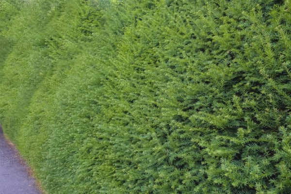 Yew (Taxus baccata), evergreen hedge, plants, gardens, Germany