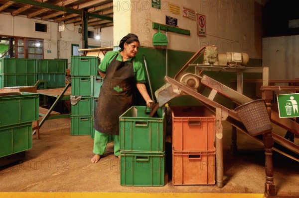 Women working in Glenloch tea factory, Nuwara Eliya, Sri Lanka