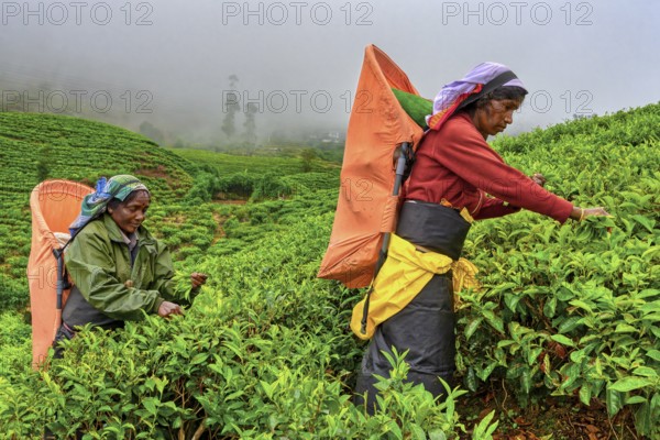 Tea picker harvesting in the Glenloch tea factory, Nuwara Eliya, Sri Lanka