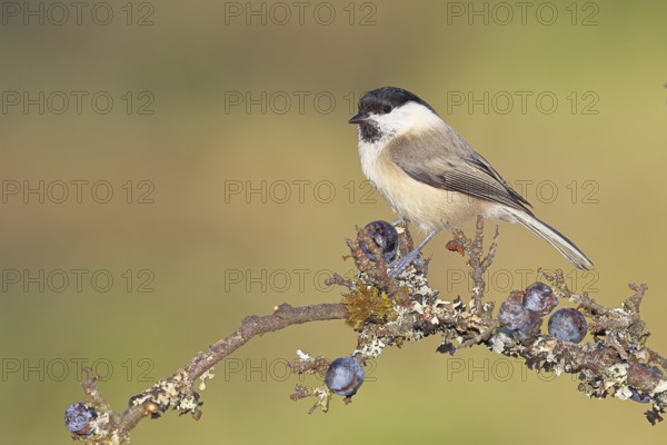 Willow tit (Parus montanus), sitting on a branch in a blackthorn bush, (Prunus spinosa), sloes, with ripe fruit, autumn, wildlife, animals, birds, Wilnsdorf, North Rhine-Westphalia, Germany