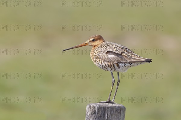Blacktail (Limosa limosa), sitting room, on a fence post, snipe birds, wildlife, nature photography, wetland, ox moor, Dümmer See, Lembruch, Lower Saxony, Germany
