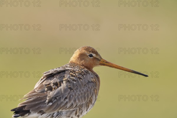 Blacktail (Limosa limosa), sitting room, on a fence post, snipe birds, animal portrait, wildlife, nature photography, wetland, oxmoor, Dümmer See, Lembruch, Lower Saxony, Germany
