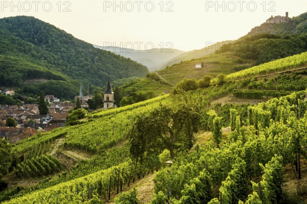 Village in the vineyards at sunset, Ribeauvillé, Haut-Rhin department, Alsace, France