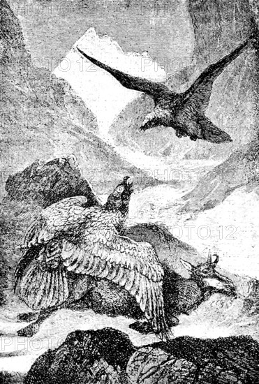 Two lamb vultures have cut chamois, alpine landscape, mountain peaks, alpine glaciers, death, food, tearing, travel picture, historical illustration around 1900