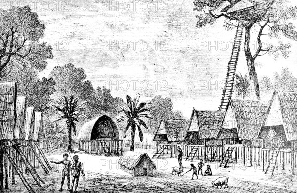 Village on the island of New Guinea, Papua, Pacific Ocean, tropical forest, tropical climate, palm trees, straw huts, village square, indigenous population, tree house, round hut, ladder, pigs, nature, tropical vegetation, travel picture, historical illustration around 1900