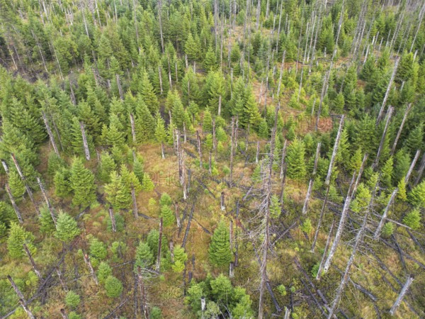 Forest dying, tree dying in the Harz Mountains, Saxony-Anhalt, Germany