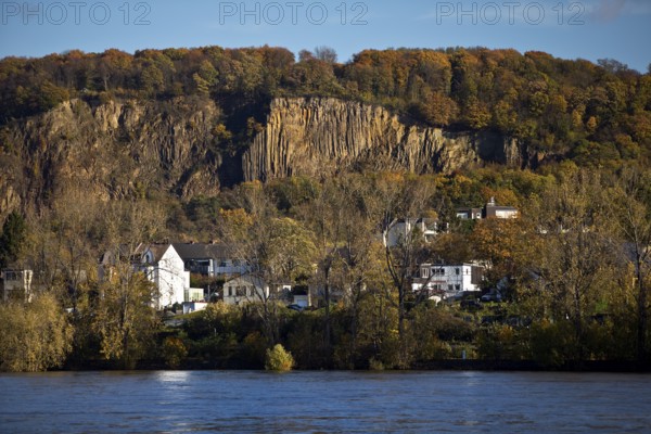 Rock wall with exposed basalt layers from the quarry, Kuckstein am Berg Ennert with the Rhine, Oberkassel, Bonn, North Rhine-Westphalia, Germany