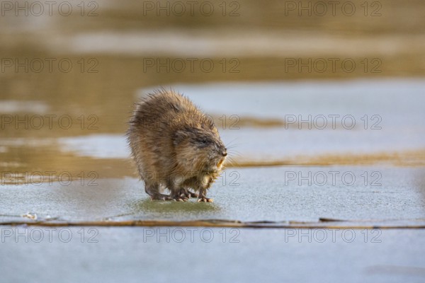 Muskrat (Ondatra zibethicus) walks across the ice on frozen lake Germany