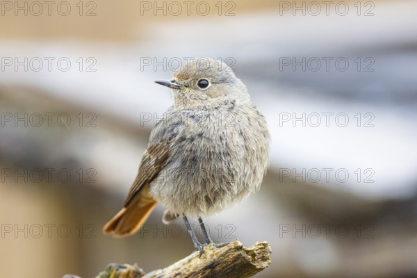 Redtail (Phoenicurus ochruros) Germany