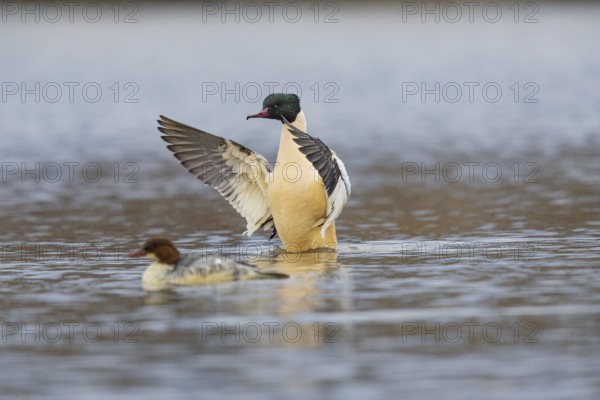 Goose säger (Mergus merganser) ml Germany