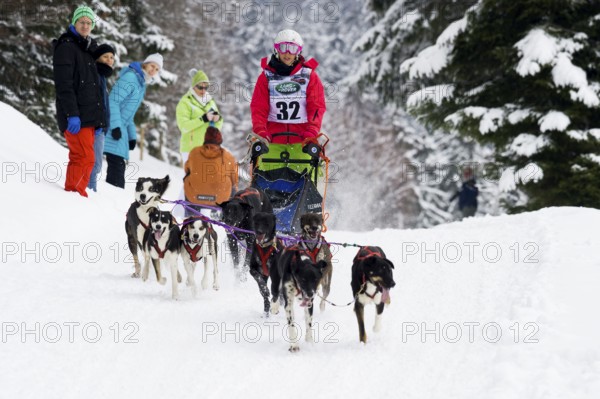 Sled dog racing, Todtmoos, Black Forest, Baden-Württemberg, Germany