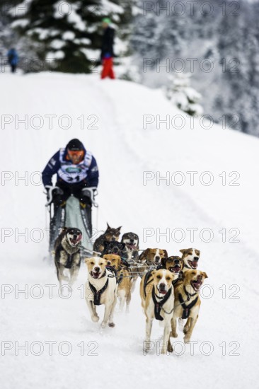 Sled dog racing, Todtmoos, Black Forest, Baden-Württemberg, Germany