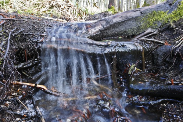 Moor outlet, A clear stream flows over roots and moss in the forest, Peenetal nature park Park, Mecklenburg-Western Pomerania, Germany