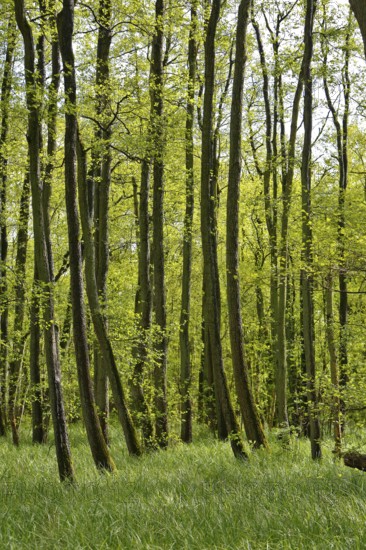 Alder quarry forest in spring, green trees and grass in a quiet forest, Peenetal nature park Park, Mecklenburg-Western Pomerania, Germany