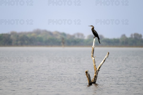 Africa snake-necked bird (Anhinga rufa) sitting on a dead tree in the river, Thamalakane River, Okavango Delta, Botswana