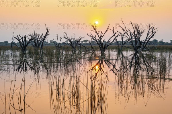 Dead trees are reflected in the river at sunset, Thamalakane River, Okavango Delta, Botswana