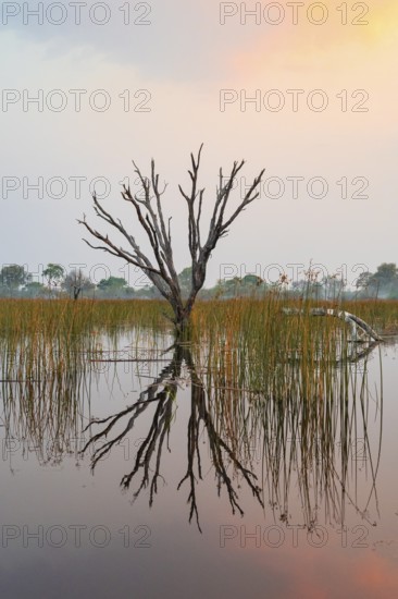 Dead trees are reflected in the river at sunset, Thamalakane River, Okavango Delta, Botswana