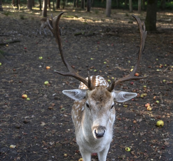 Fallow deer (Dama dama) in an outdoor enclosure in the forest, Mecklenburg-Western Pomerania, Germany