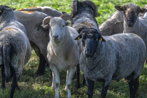 Various sheep breeds (Ovis gmelini) left a rough woolly country sheep, next to it a grey-horned heather and behind it black-headed sheep in the pasture, Othenstorf, Mecklenburg-Western Pomerania, Germany