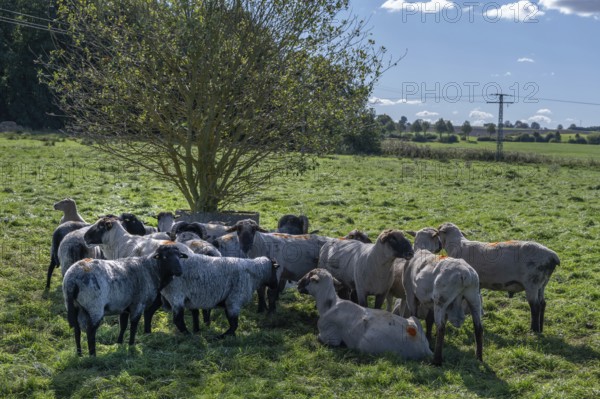 Various sheep breeds (Ovis gmelini) Rough-wooled country sheep, grey-horned heather and black-headed sheep in the pasture, Othenstorf, Mecklenburg-Western Pomerania, Germany