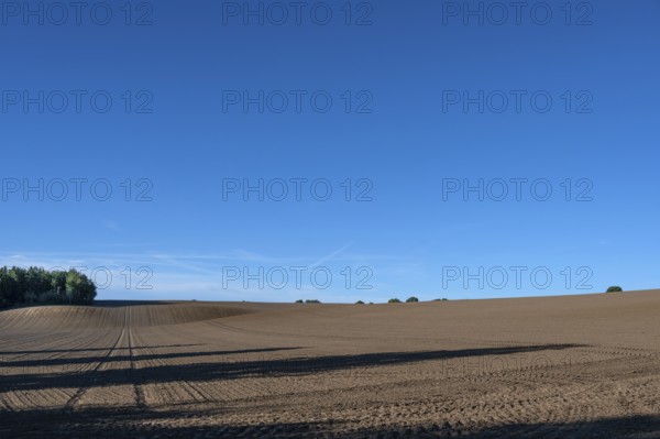 Ordered, large arable area, Mecklenburg-Western Pomerania, Germany