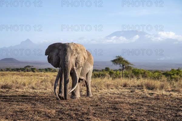 African elephant (Loxodonta africana) in picturesque landscape with the summit of Mount Kilimanjaro, the famous Super Tusker elephant Craig, old male with long tusks, in atmospheric evening light, Kajiado County, Kenya